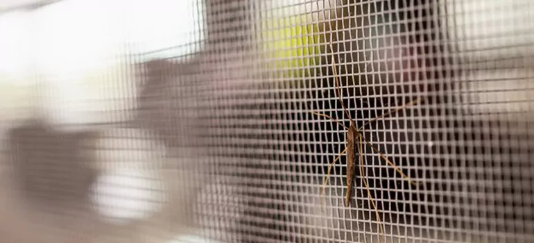 Repair Mosquito Mesh For Windows in Ferry Pass, FL